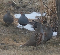 partridge in Montana