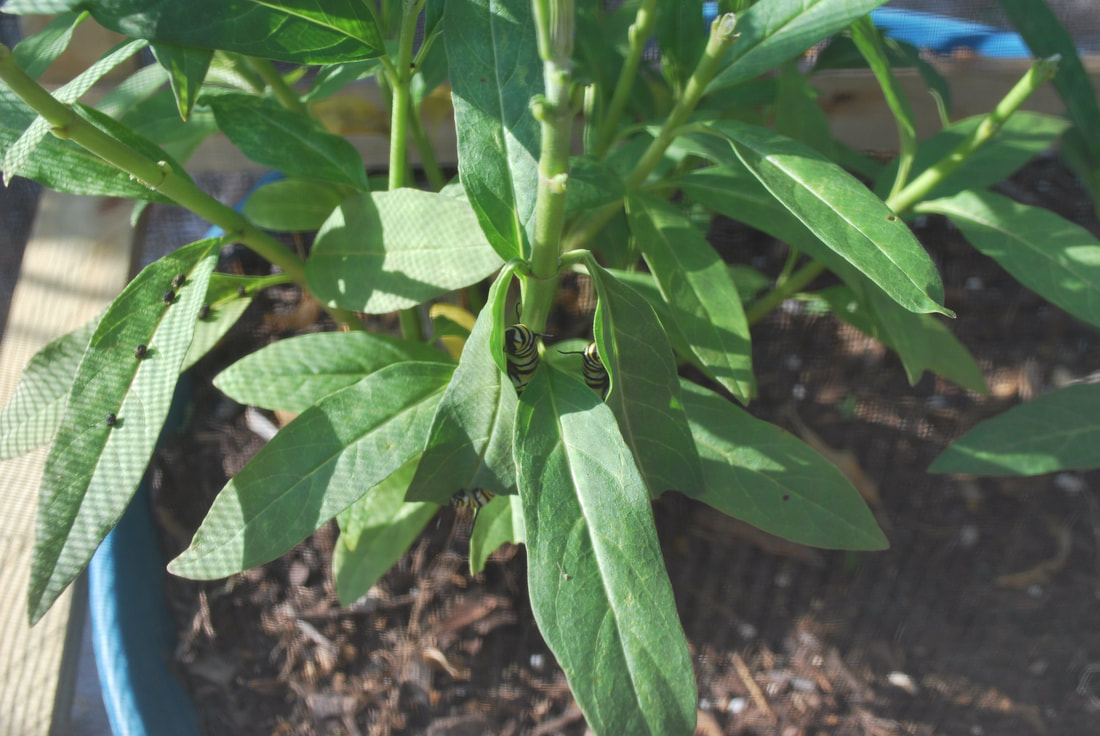 These size Monarch caterpillars are food to wasps.