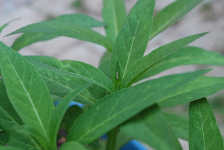 Monarch caterpillars ©jcleveland