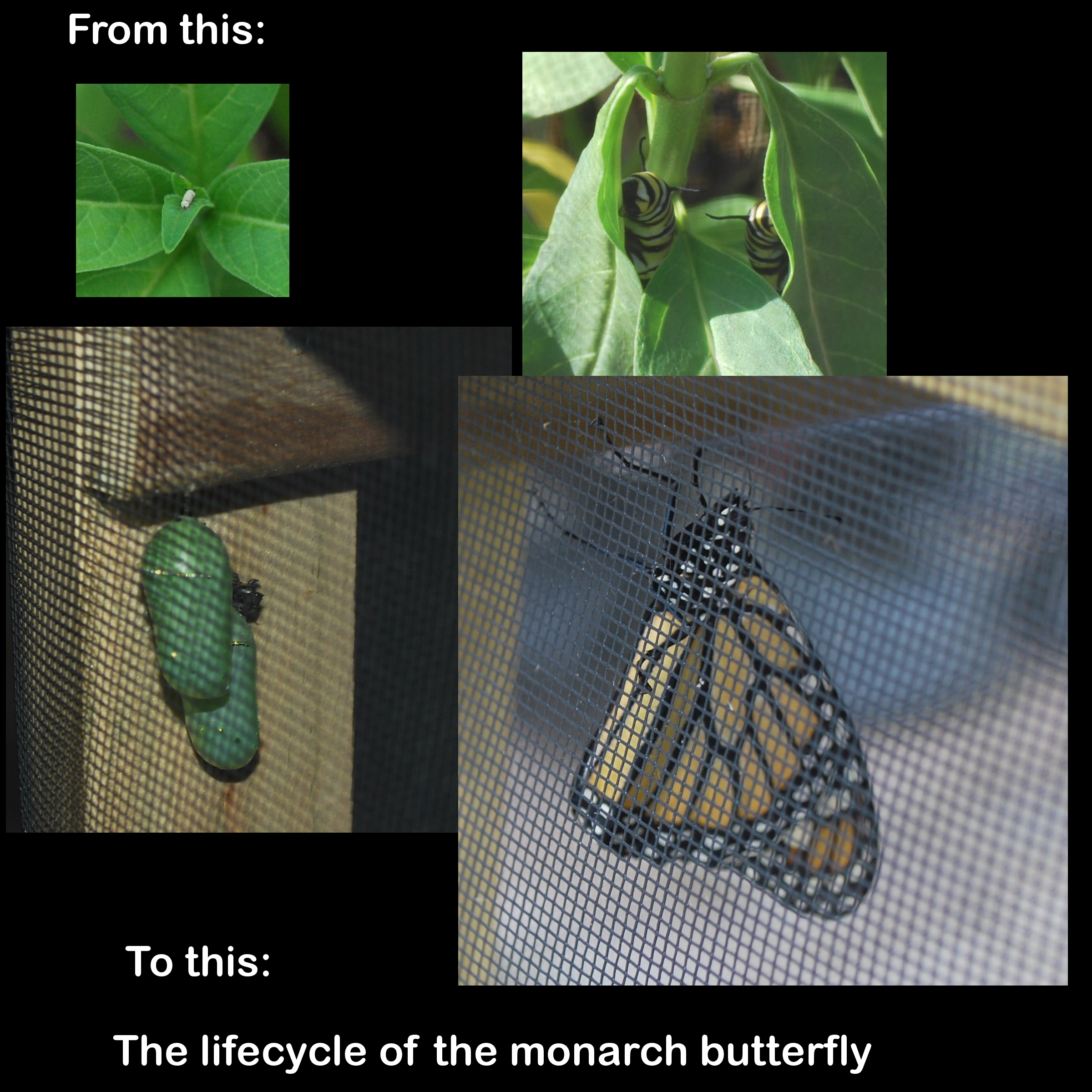Lifecycle of the Monarch butterfly