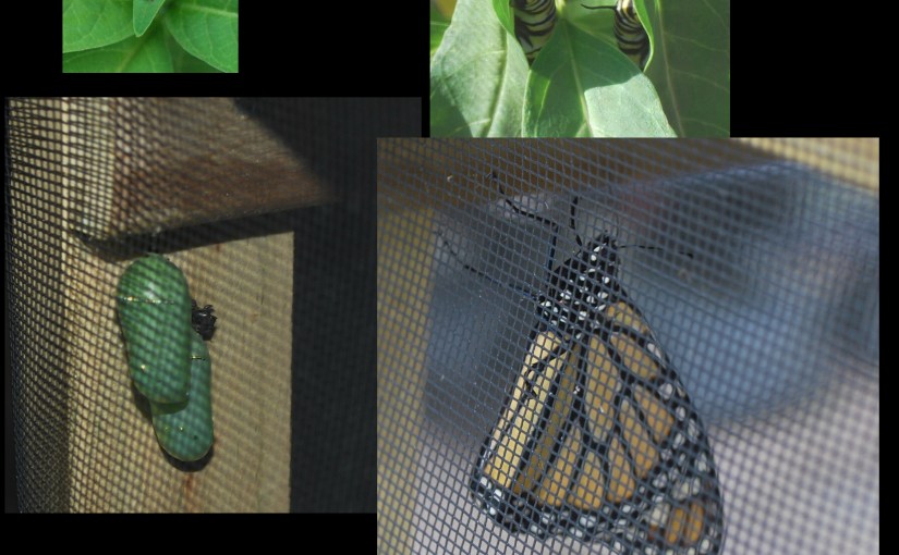 The life cycle of a Monarch butterfly. ©jcleveland