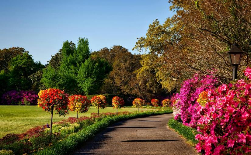 gray concrete pathway besides pink flower during day