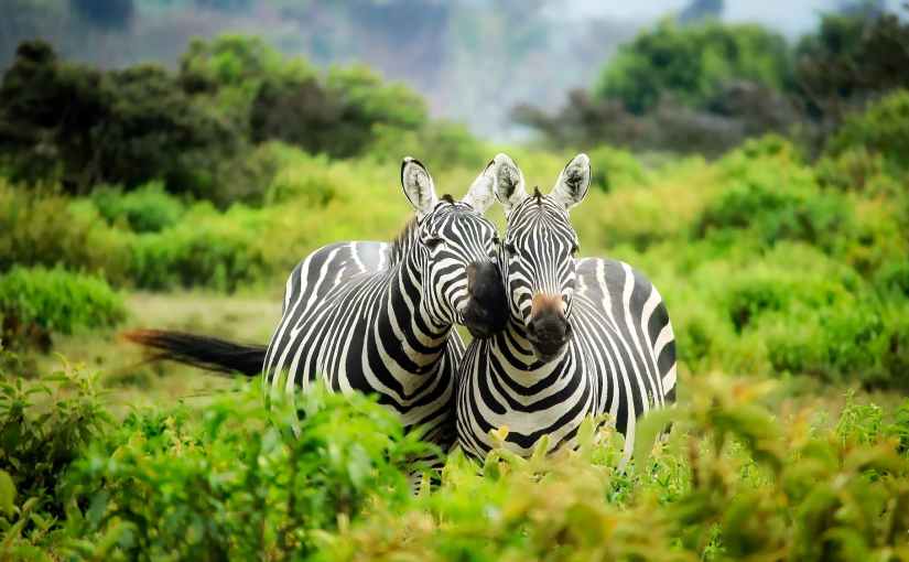 zebras on zebra