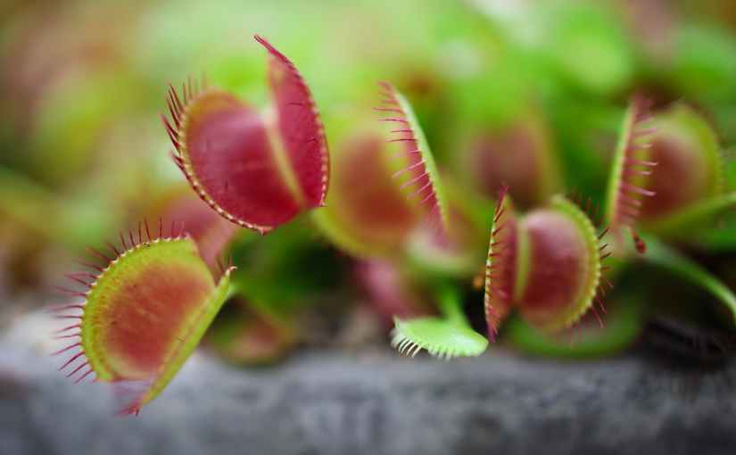 venus flytrap