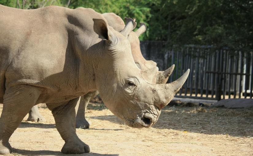 brown rhinoceros on brown sand