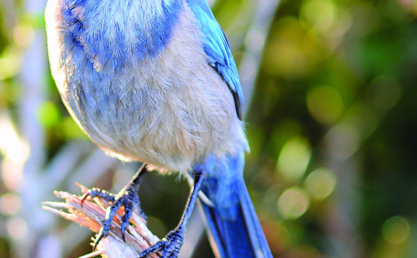 Discover Florida’s Natural Springs: A Refreshing&nbsp;Escape