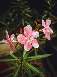 blooming oleander growing in green garden