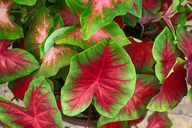 Caladium Festival: Lake Placid’s Floral Spectacle
