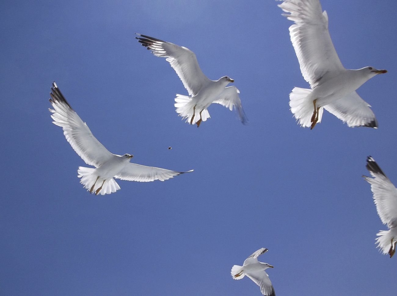 Flying seagulls close up