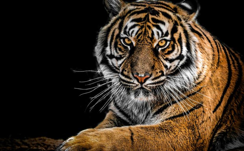 close up photography of tiger