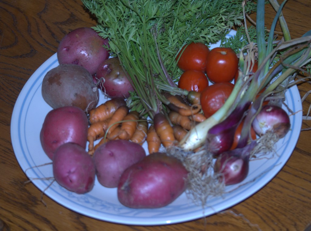 Florida gardening tips would have helped me get past tiny carrots, under formed onions and whatever that onion thing is in the middle. 